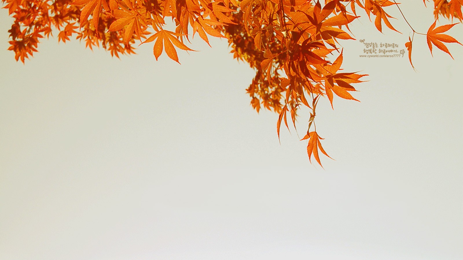 枫华绝代：秋日壁纸中的自然诗篇