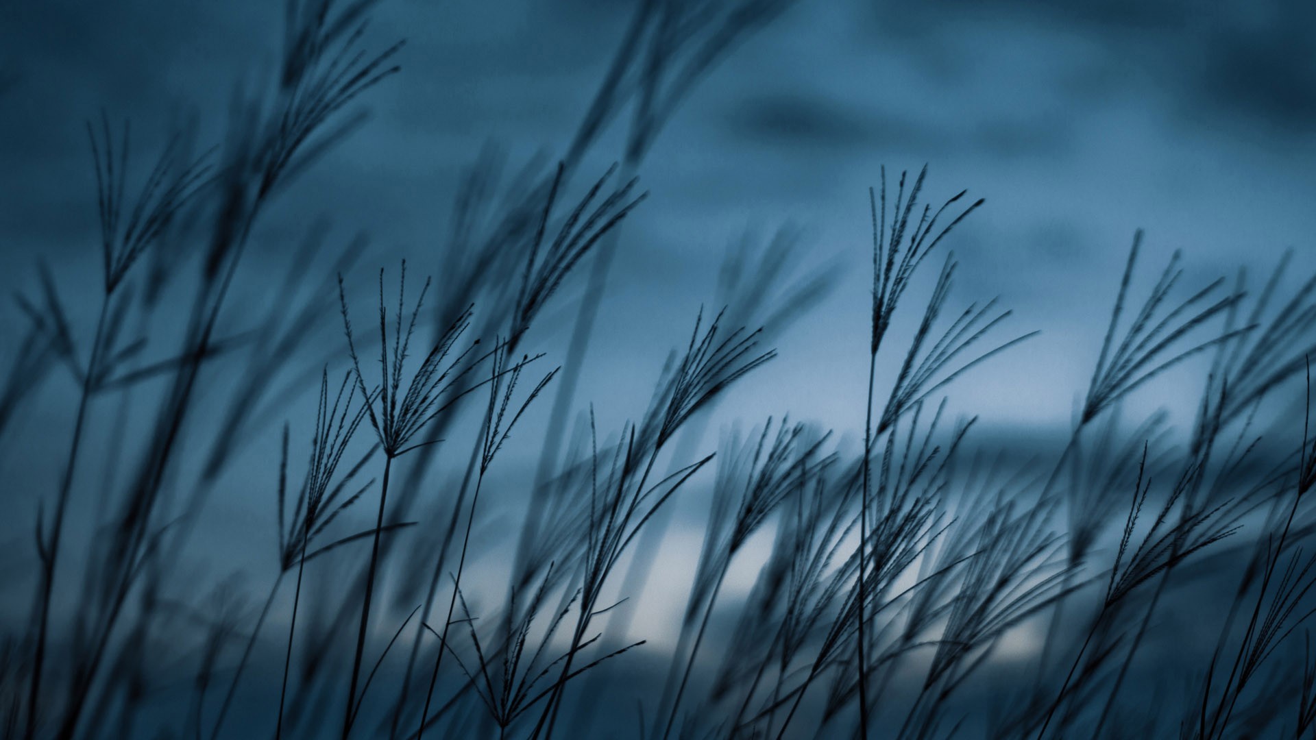 树梢光影绘四季，枝头摇曳映自然