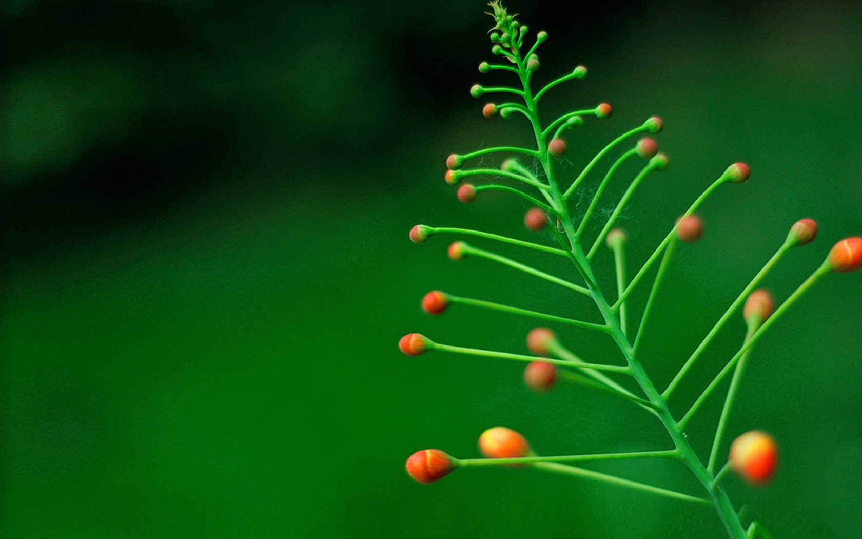 绿意深处的视觉呼吸：自然壁纸的心灵疗愈之旅
